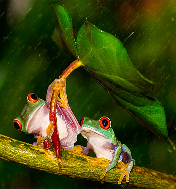 火影忍者ol手游无尽之域32关怎么打 无尽之域32关攻略_PG国际com(图4) PG国际com